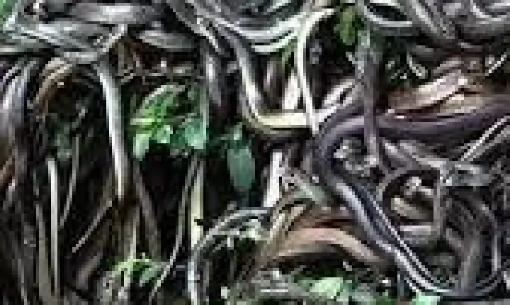 Território mortal: a ilha das cobras e seus segredos venenosos