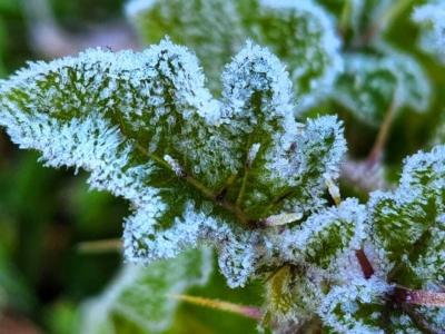 Onda de Frio: Geada e possíveis impactos na agricultura brasileira