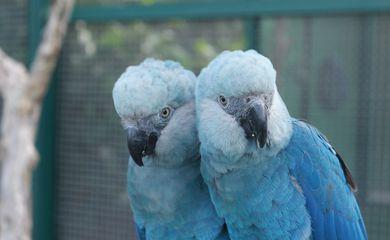 Ararinhas-azuis são soltas na natureza 20 anos depois de extinção