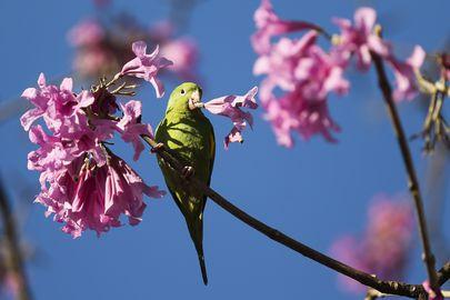 OS IPÊS DEIXAM O CERRADO GOIANO CADA VEZ MAIS COLORIDO NESSA  ÉPOCA