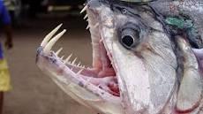 Polícia prende homem com quase 130 kg de 'peixe-vampiro'