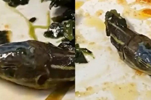 Vídeo: cabeça de cobra achada em comida de avião assusta comissária