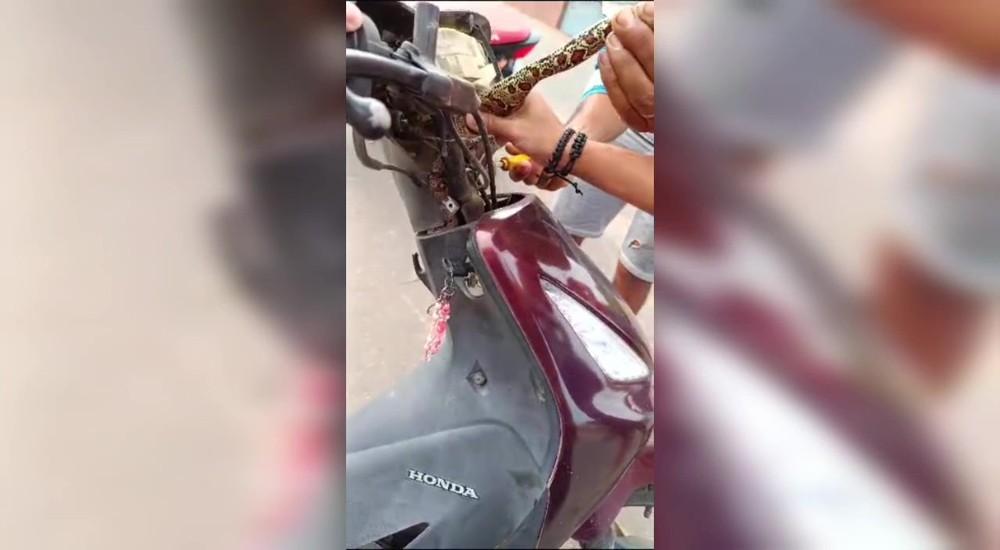 Motorista fica assustado após encontrar jiboia em painel de motocicleta