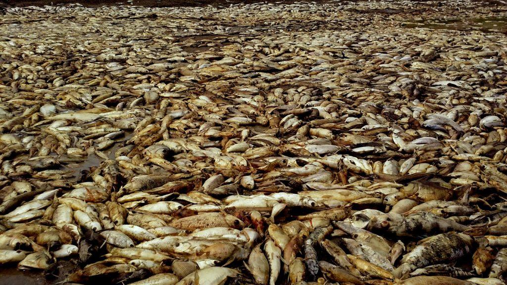 Calor intenso no Amazonas é responsável por morte de peixes, diz especialista