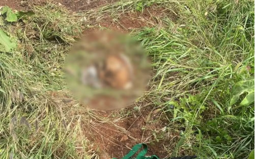 Crânio é encontrado em lote de Goiânia