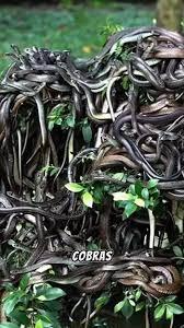 Território mortal: a ilha das cobras e seus segredos venenosos