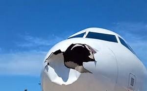 Por que pássaros são um pesadelo para os pilotos de avião. Entenda