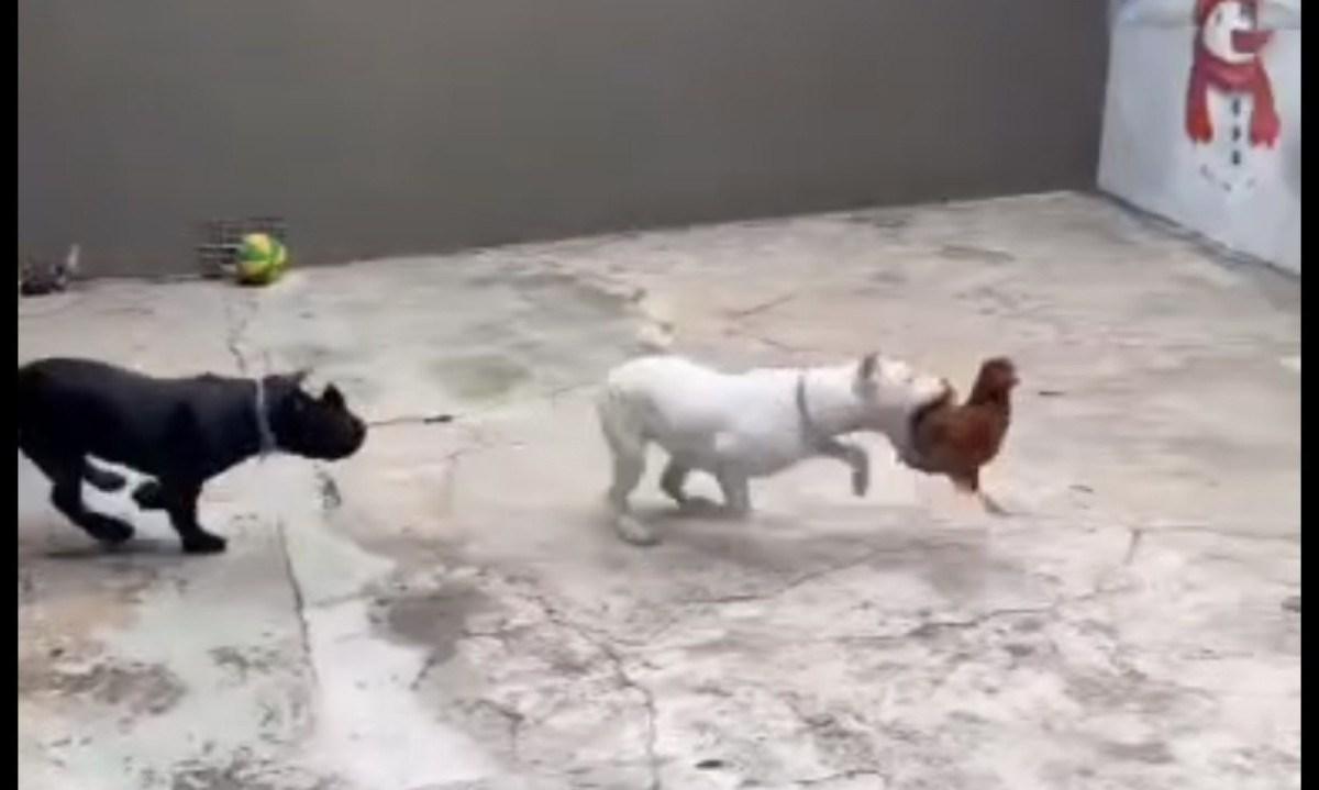 Influenciador é preso na Grande BH por maus-tratos a cães